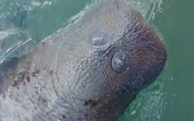 'Carinho' proibido: vídeo flagra turistas molestando peixe-boi e jangada cercando o animal na Pajuçara