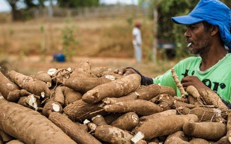 Sebrae Alagoas proporcionará um dia de campo da cultura de mandioca