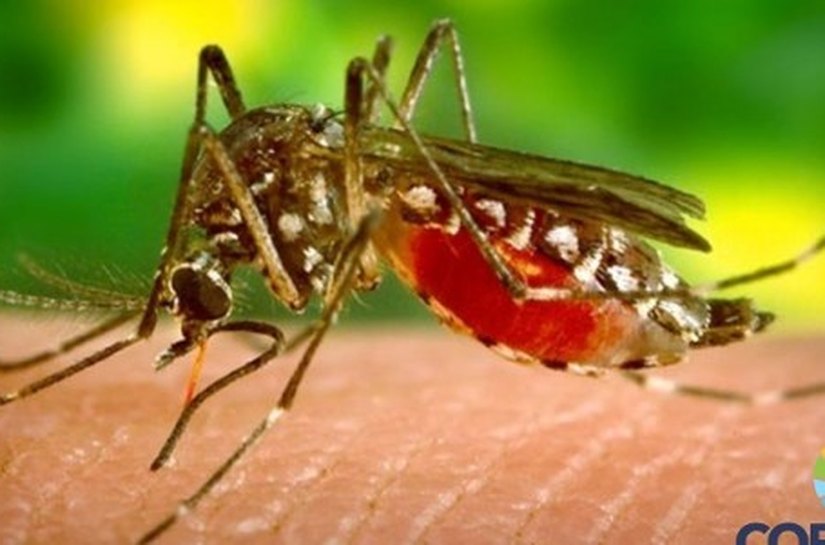 Proteja-se do Zica Vírus: confira as dicas da Secretaria Municipal de Saúde de Coruripe