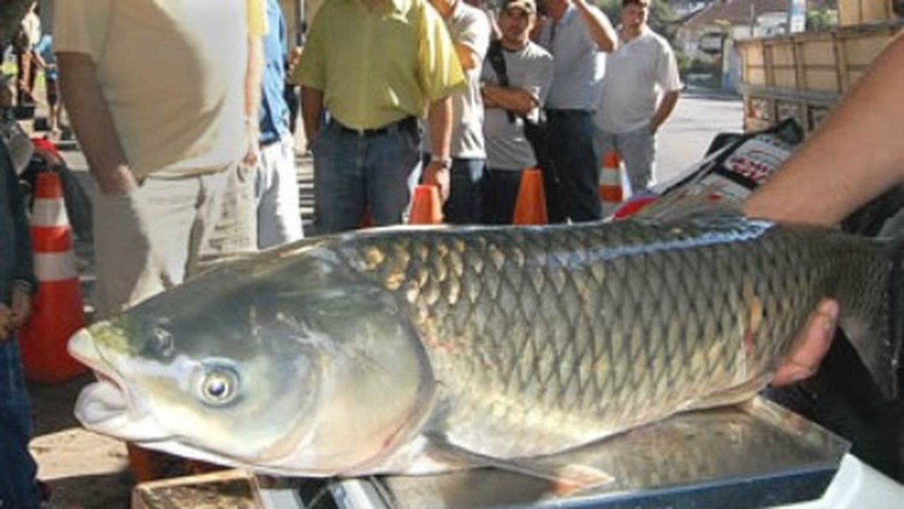 Arapiraca: Feira de peixes acontecerá na Primavera e Brasília nesta semana
