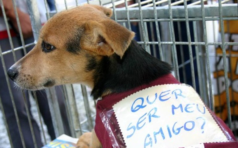 Feira de adoção de animais movimenta Arapiraca neste domingo