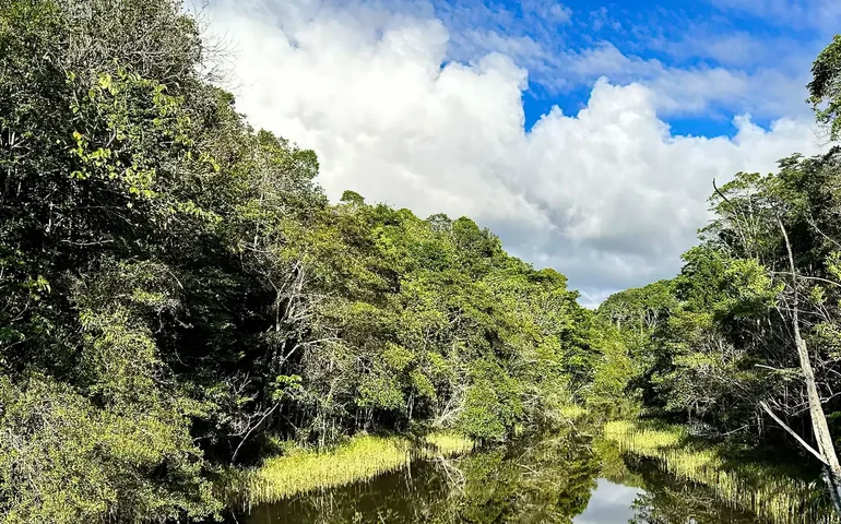 Iniciativa brasileira de restauração florestal conquista 'Oscar da Sustentabilidade'
