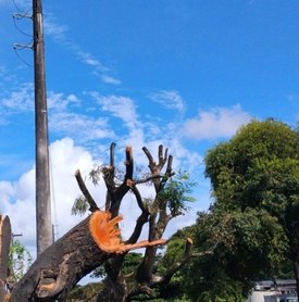 Poda e supressão de árvores sem autorização é crime ambiental, alerta Alurb