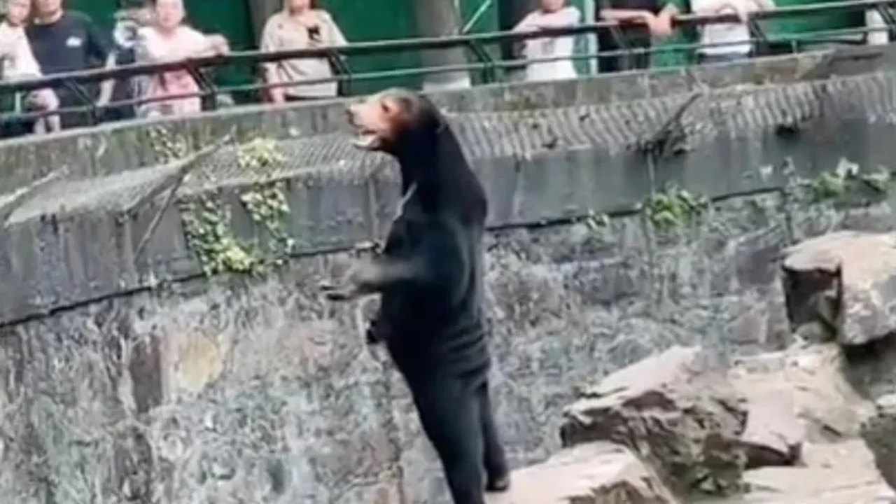 Zoológico chinês nega que um de seus ursos seja um humano disfarçado