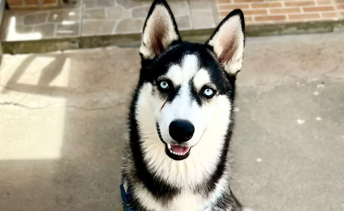 Nicky, husky siberiano de 3 anos, morreu após passar mal depois de se assustar com fogos de artifício em Maceió