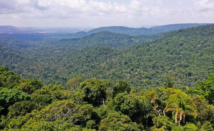 Floresta Amazônica Floresta Amazônica