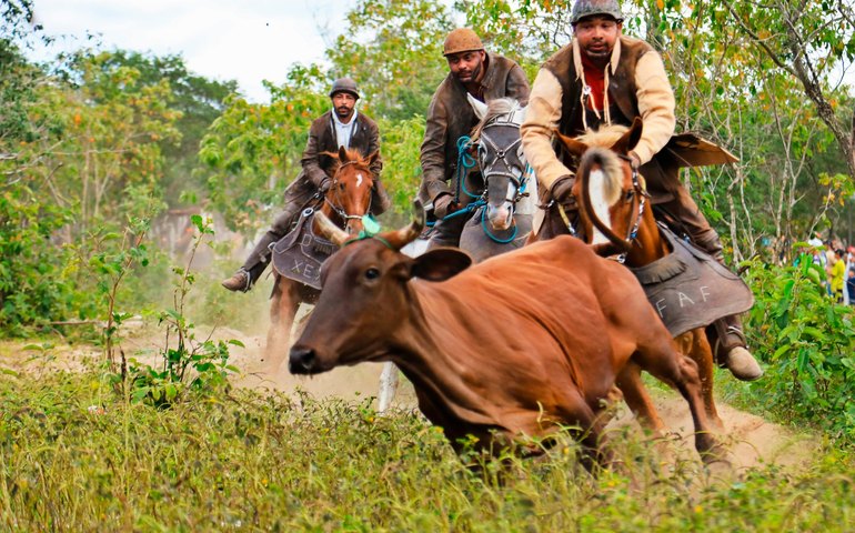 Museu Palácio Floriano Peixoto recebe exposição fotográfica sobre a tradição sertaneja da Pega de Boi no Mato