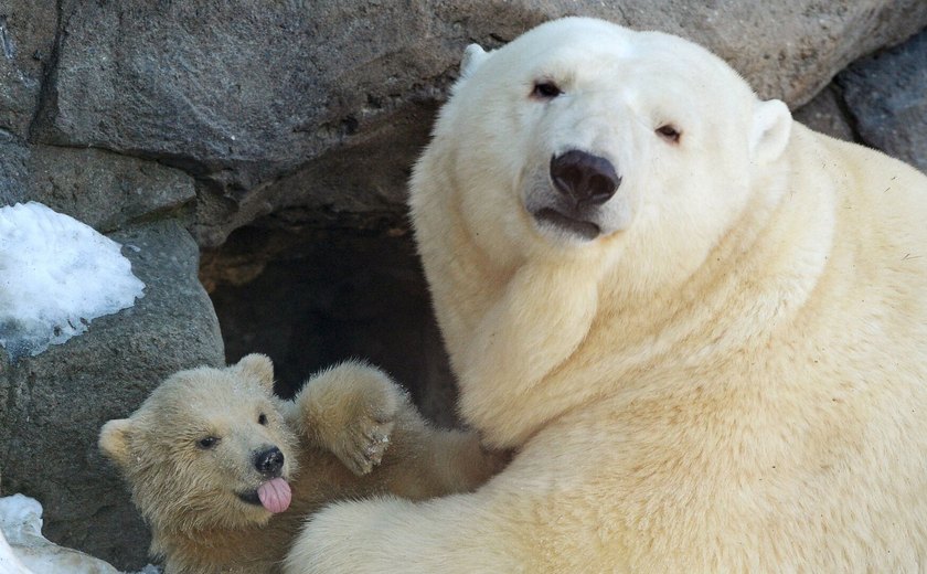 Em vez da proteção de ursos polares, WWF apoia comércio da pele deles, revela investigação