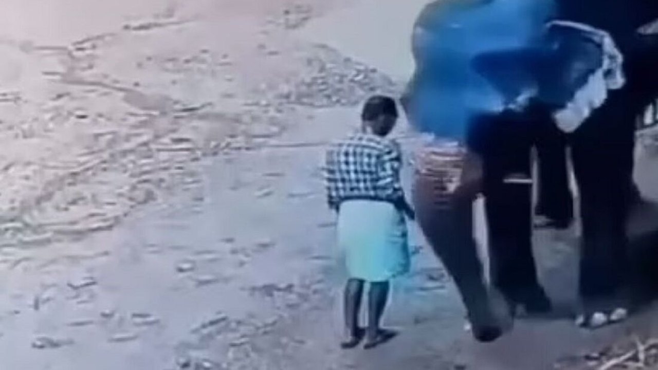 Vídeo: Elefante esmaga treinador até a morte após ser agredido com vara de bambu, na Índia