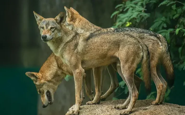 Lobos caçadores de crianças matam 10 pessoas e atacam cerca de 30 vilarejos na Índia