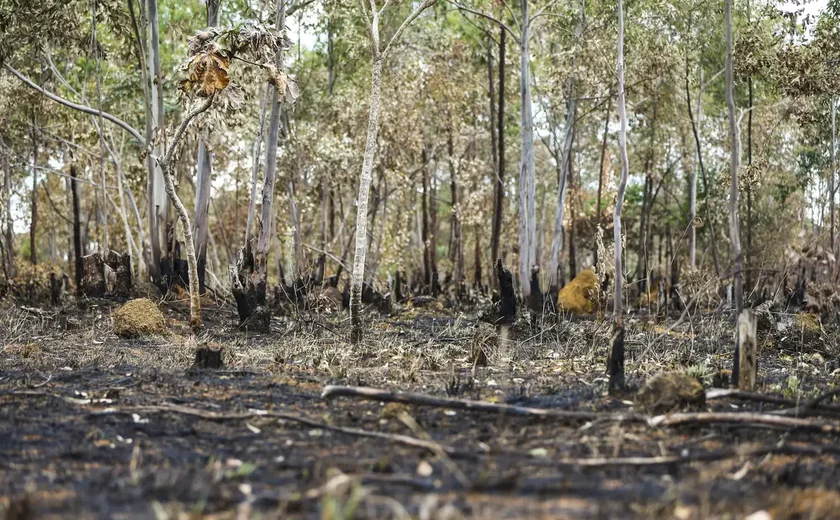 União Europeia classifica Brasil como país de risco padrão para desmatamento
