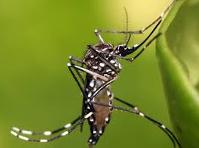 Aedes aegypti: alerta da CNM sobre falta de Agentes de Combate a Endemia e larvicida eficiente
