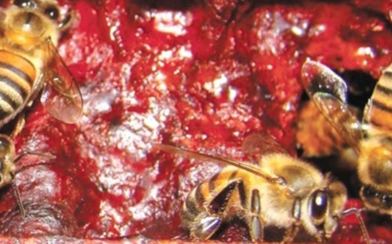 Projeto capacita pescadores para produção de própolis vermelha no Estado