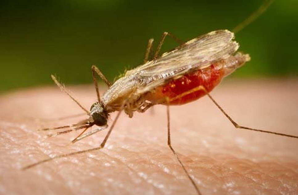 malaria.jpg