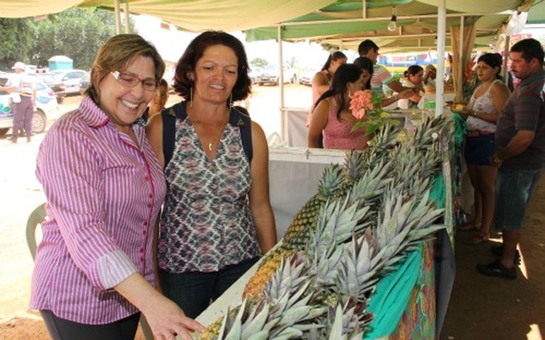 Arapiraca: Comunidade do Poção se destaca em AL na produção de abacaxi