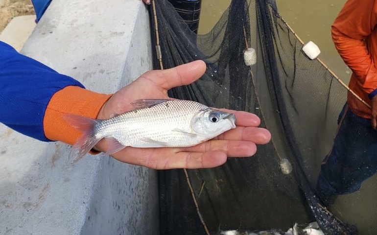 Codevasf realiza primeiro peixamento do ano no estado de Sergipe