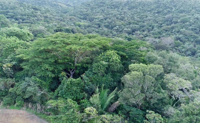 Mata da Sálvia: Segunda maior Reserva Particular do Patrimônio Natural é criada em Alagoas