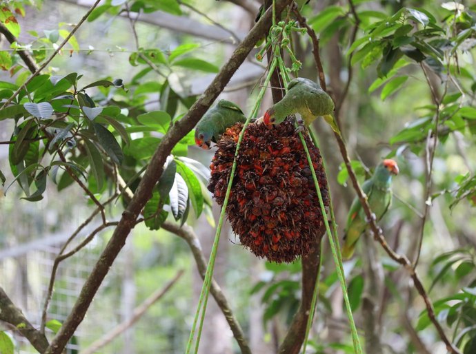 IMA participa de plano para preservação e reintrodução de Papagaio-do-mangue e Papagaio-chauá em Alagoas