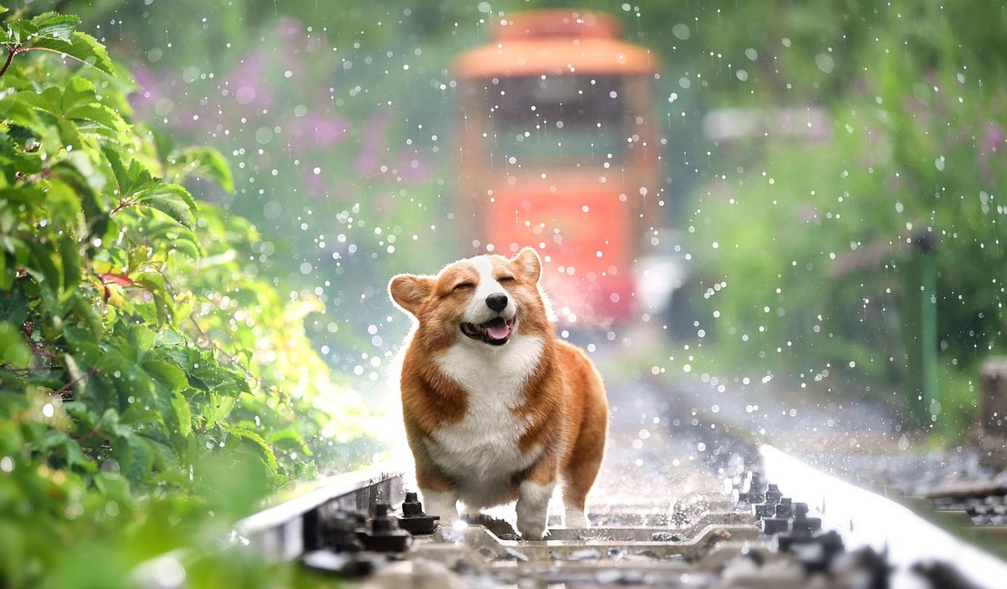 Cuidados com os pets para enfrentar as chuvas do verão