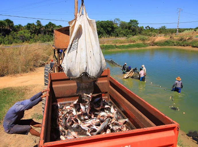 Durante sessão na ALE, projeto autoriza cultura do peixe panga em Alagoas