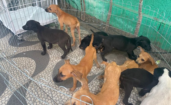 Adotantes assinaram um termo de responsabilidade por cada animal, com o seu objetivo de garantir a segurança dos adotados