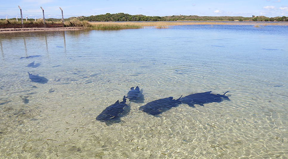 Homem morre após mergulhar na Lagoa dos Tambaquis e fraturar o pescoço em Estância