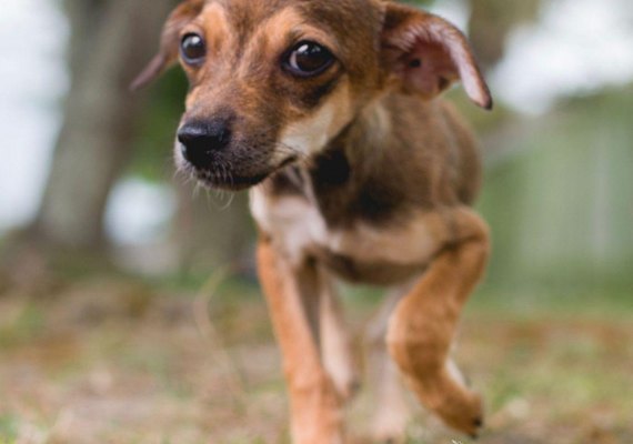 Feira de Adoção de animais acontece hoje, no Shopping Pátio Maceió