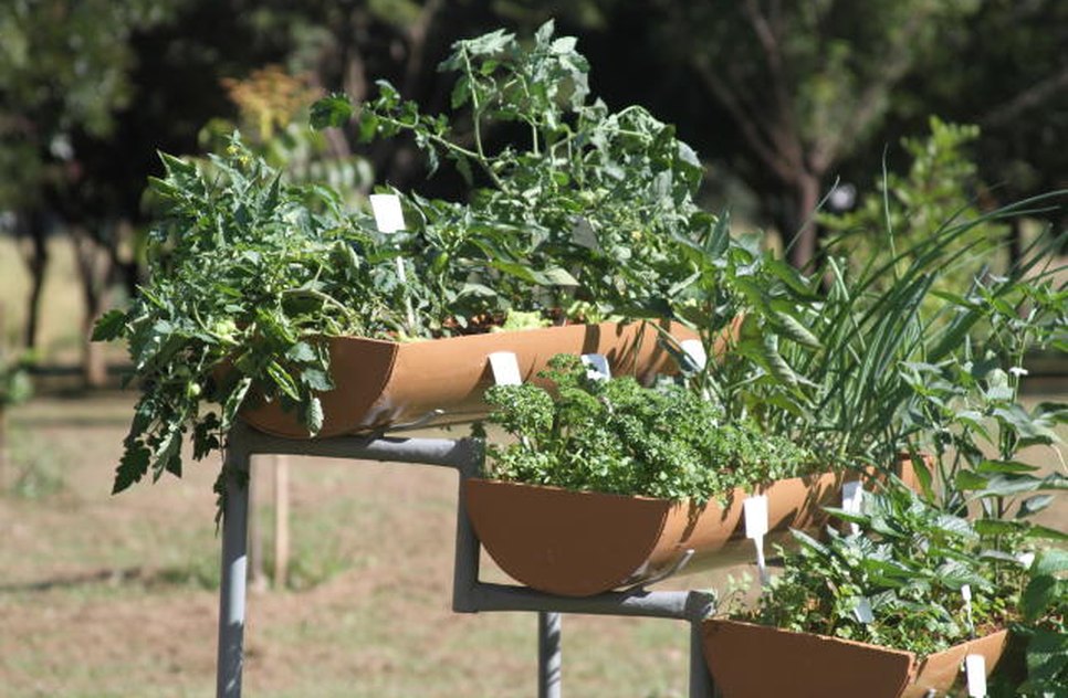 horta em casa