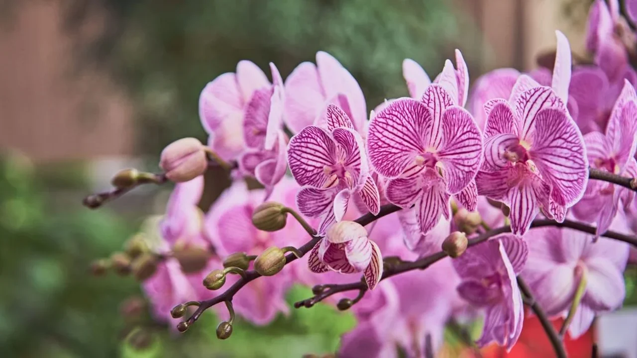 Mais da metade das orquídeas pode estar ameaçada de extinção, diz estudo