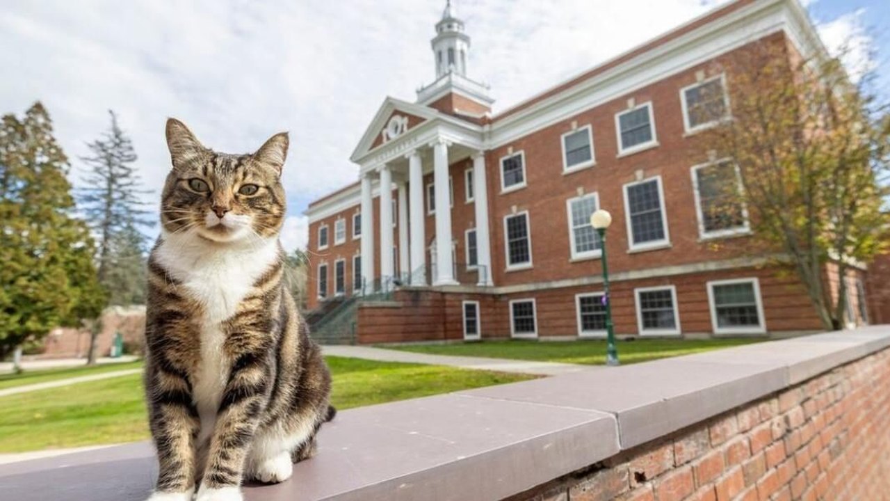 Gato recebe diploma honorário da Universidade de Vermont, nos Estados Unidos