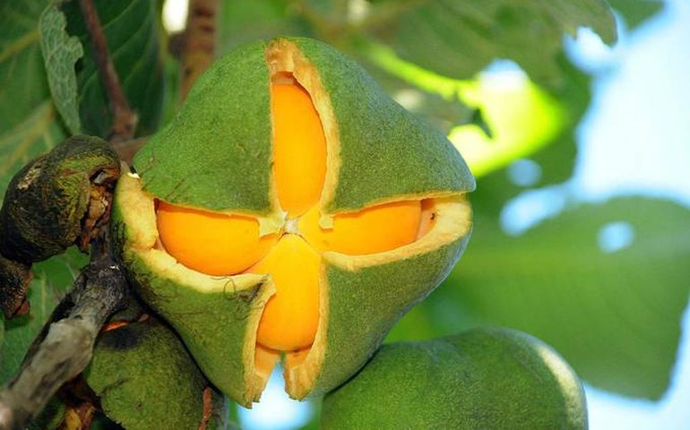 Política de manejo sustentável do pequi e outros frutos do Cerrado vai a Plenário