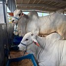Expoagro-AL projeta novos negócios e reforça Alagoas no mercado de genética