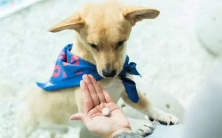 Colesterol elevado em cães e gatos pode revelar doenças ocultas