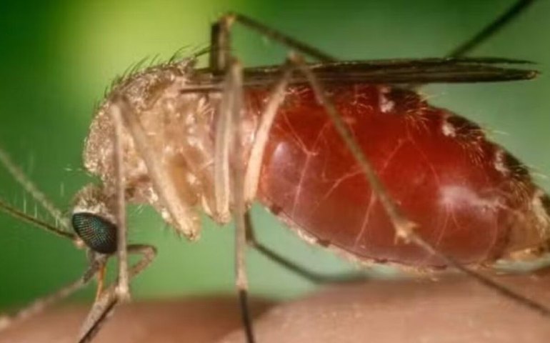 Casos de febre oropouche disparam no Brasil; conheça a doença