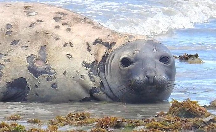 Elefante-marinho Leôncio foi encontrado morto em Jequiá da Praia