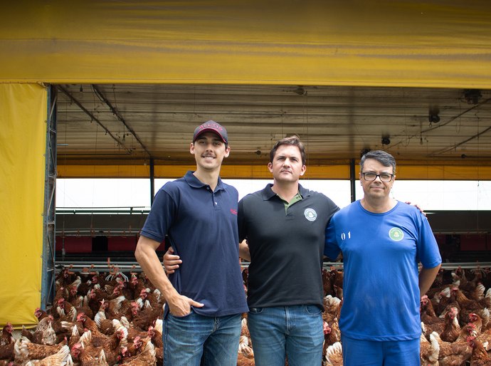 Inteligência Artificial conta 140 mil ovos por dia com 99,9% de precisão e transforma avicultura