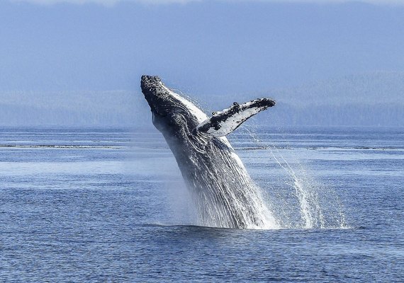Descobrem na Austrália nova espécie de baleia extinta que viveu há 25 milhões de anos (FOTO)