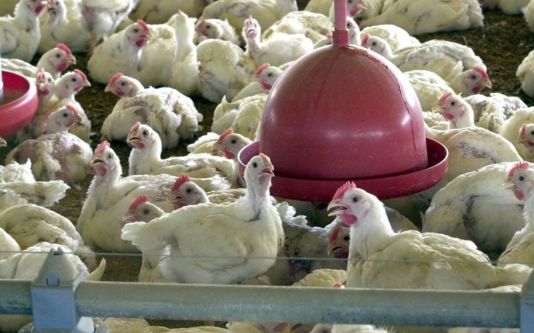 Há risco de pandemia? É perigoso? Tem vacina? Entenda tudo sobre a gripe viária, que dizima leões e lobos-marinhos no Sul