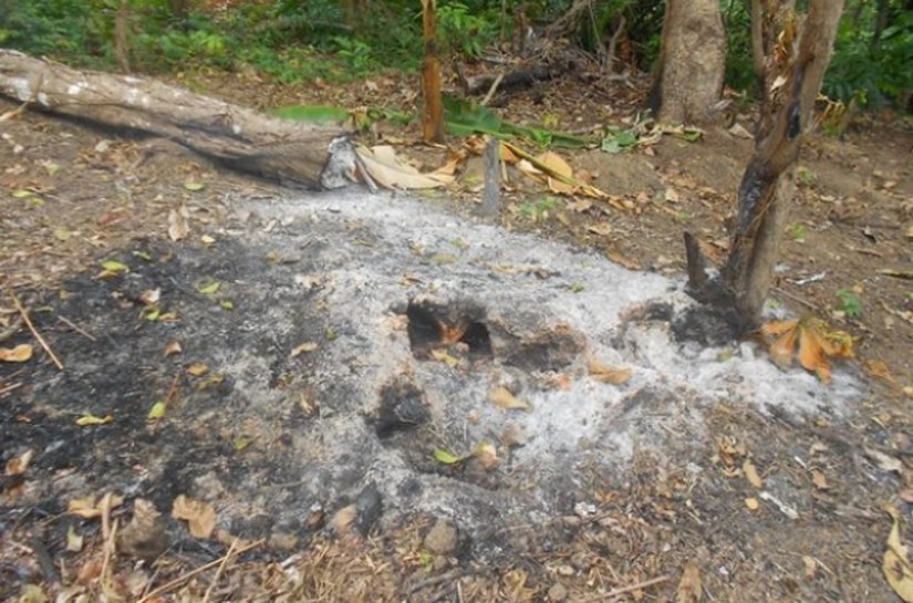 IMA monitora focos de queimadas nas APAs de Murici e Pratagy