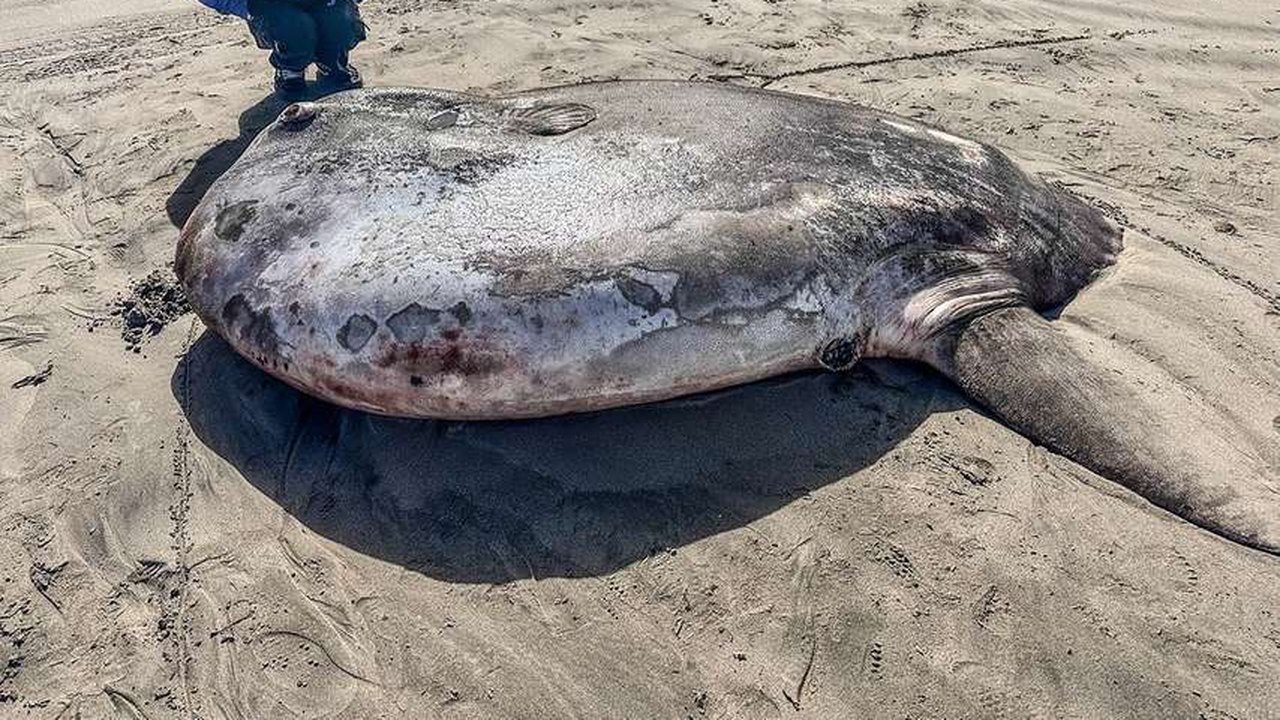 Peixe raro de 2 metros e 900 kg aparece nos Estados Unidos e surpreende especialistas