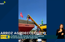 Safra de arroz agroecológico deve garantir 16 mil toneladas