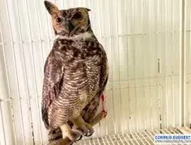 Coruja-de-igreja é resgatada ferida em rodoviária de Minas Gerais