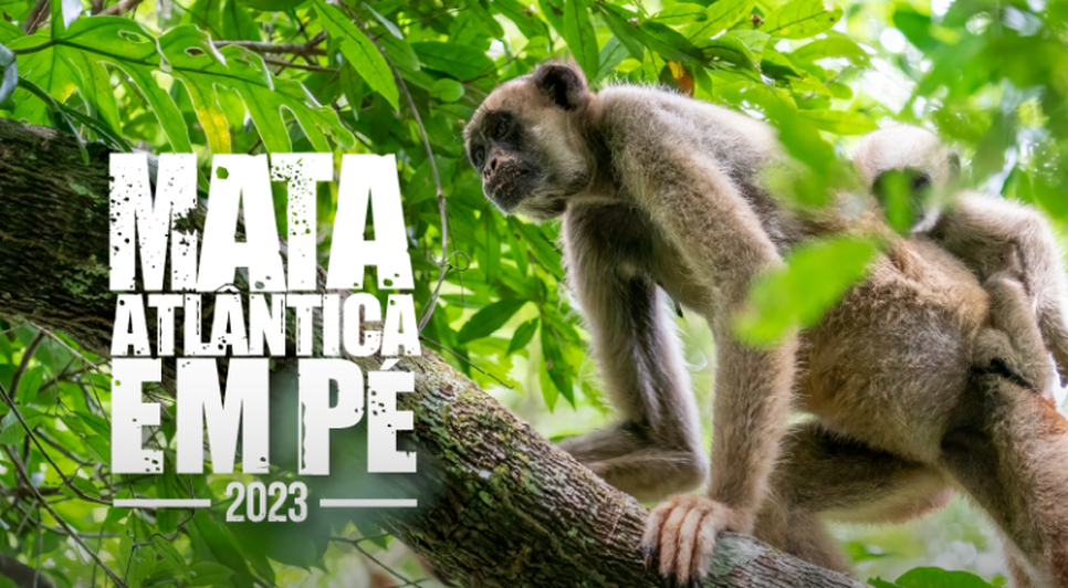 Operação Mata Atlântica em Pé acontece em Sergipe e identifica áreas de desmatamento ambiental / Foto: Foto: MPSE/ Divulgação