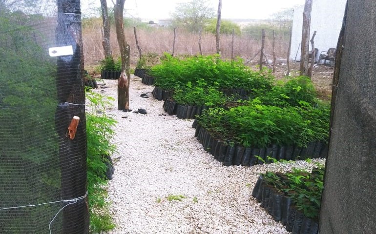  Programa de Desenvolvimento Territorial do BNB impulsiona bovinocultura de leite em Alagoas