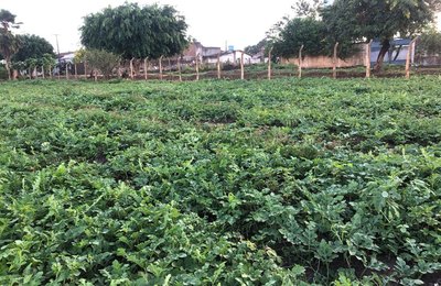 Colheita de melancias em terra cultivada é realidade em Arapiraca