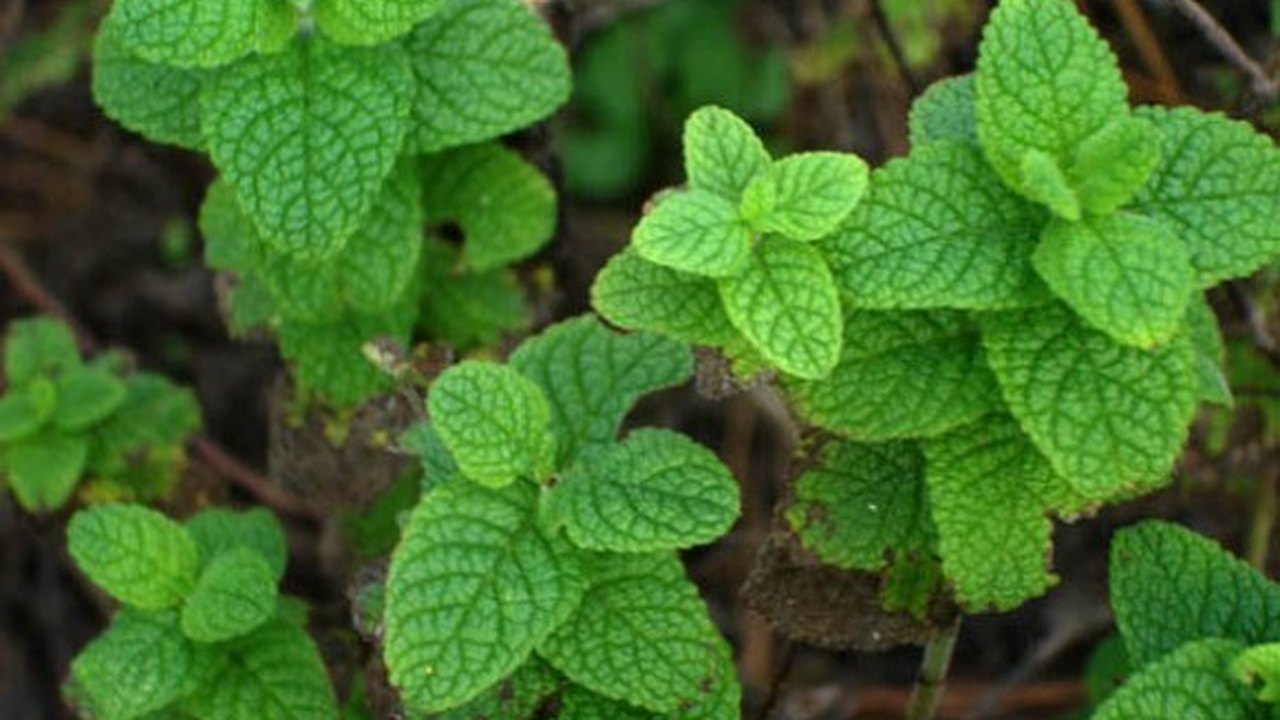 Medicamentos fitoterápicos para o SUS é tema de seminário