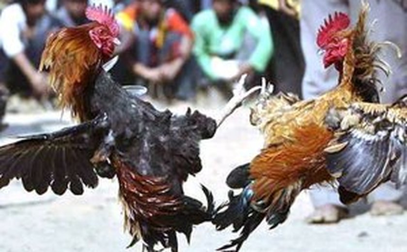 Galos e frangos de briga são apreendidos durante operação em Arapiraca