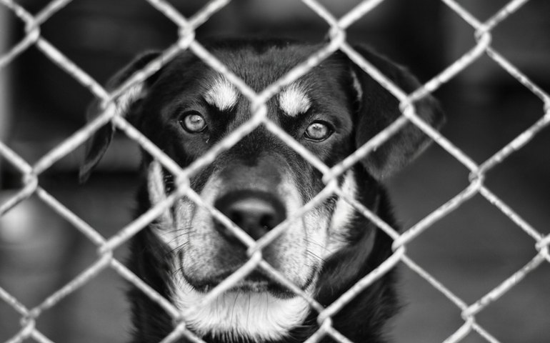 Polícia Civil prende veterinário por maus-tratos a animais em clínica de Maceió