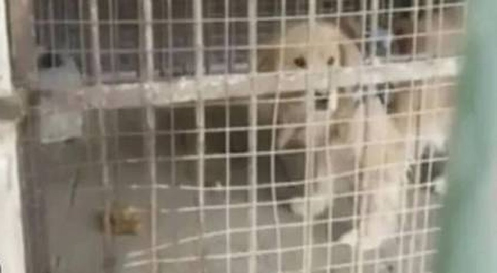 Após polêmicas envolvendo ursos, zoológico chinês é acusado de substituir leão por filhote de golden retriever