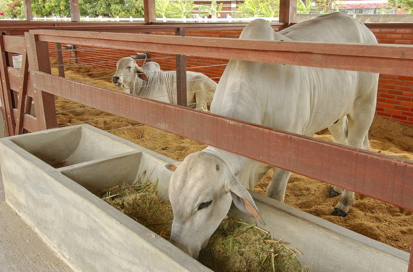 Pesquisa sobre o uso da palma forrageira na alimentação animal pode baratear ração e contribuição produção de leite e carne no Nordeste